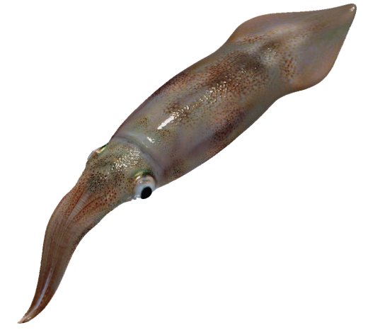 squid.jpg