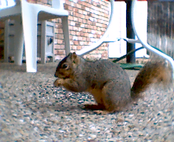 squirrel_2.bmp