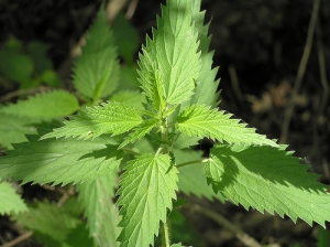 stinging-nettle.jpg