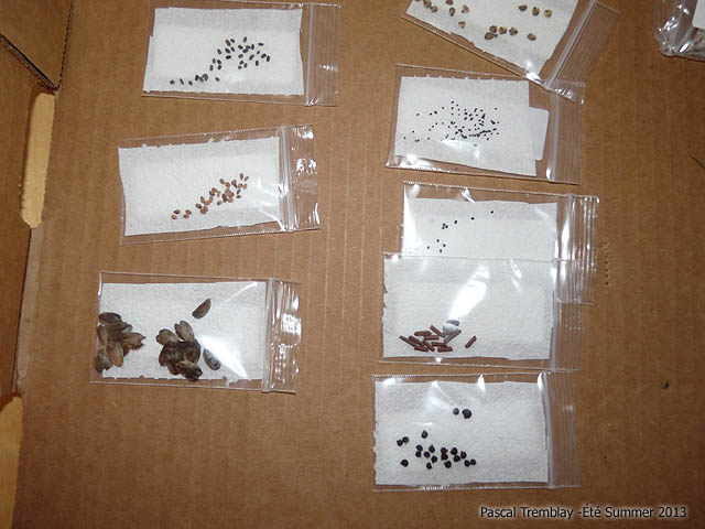 stratification-baggie-method.jpg