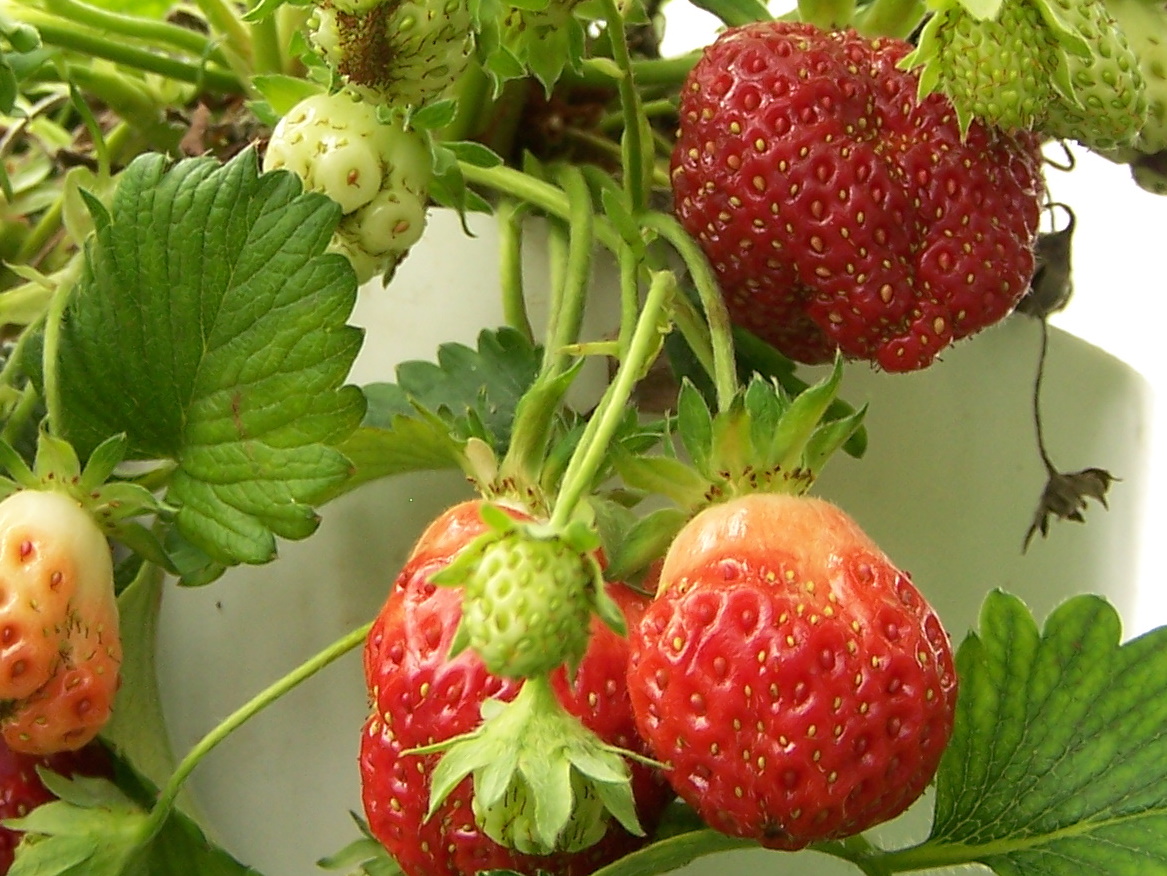 strawberries.JPG