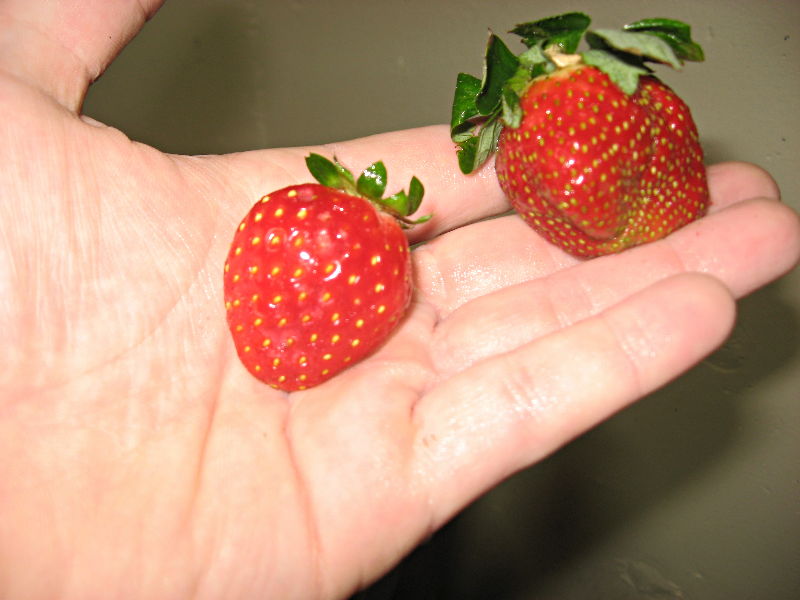 strawberries_ideal.jpg