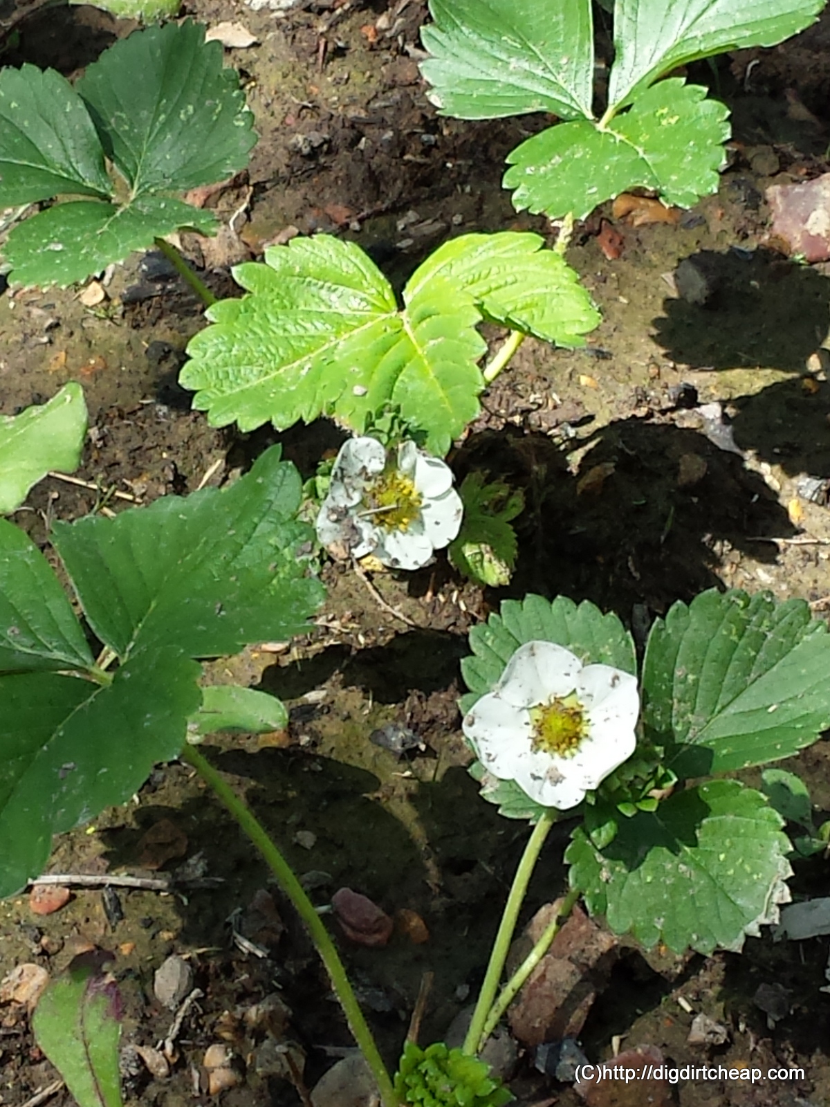 strawberry flowers.jpg