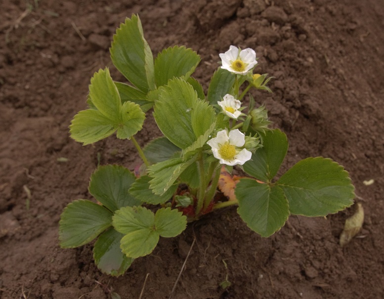 strawberry plant.jpg