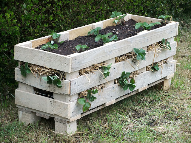 strawberry-pallet-planter (1).jpg