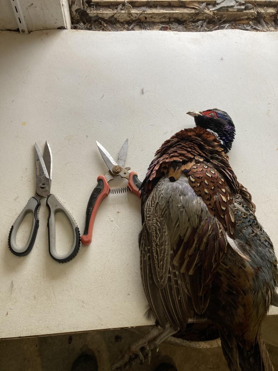 supplies to butcher a pheasasnt.jpg