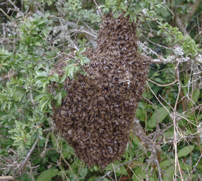 swarm on a branch 01 small.jpg