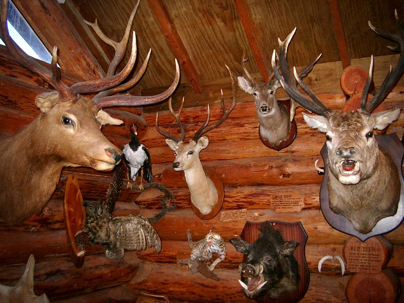 taxidermy.jpg