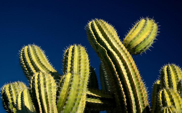 thumb_720_450_cactus_featured_900px.jpg