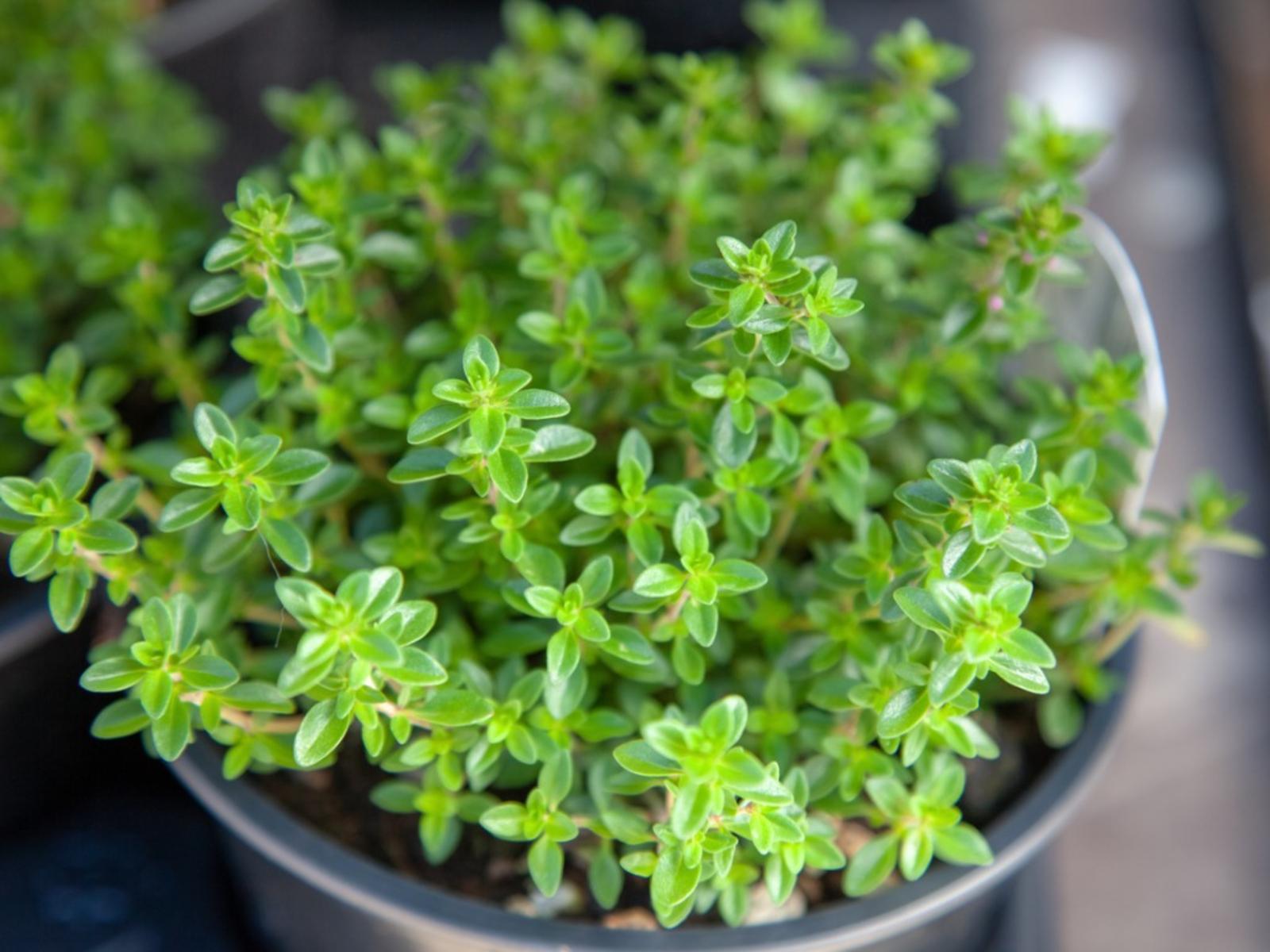 thyme.jpg