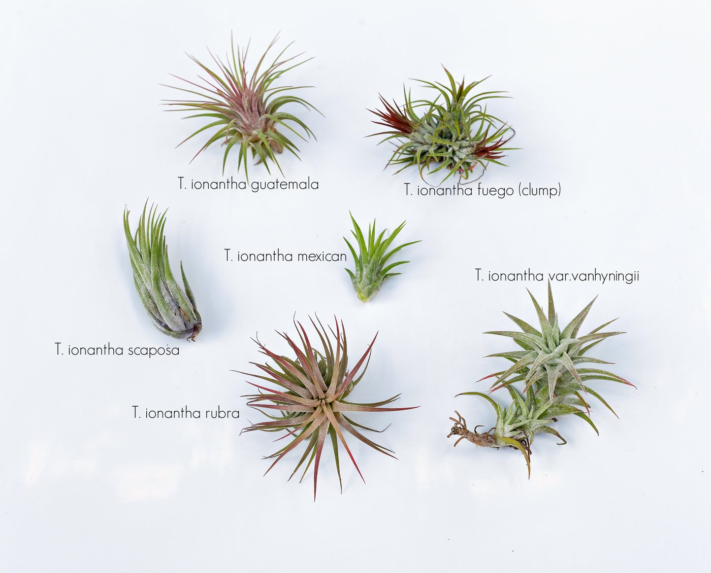 tillandsia_ionantha_mix_w_names_1400x.progressive.jpg