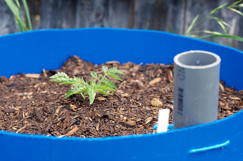 tomato planter barrels 3.jpg