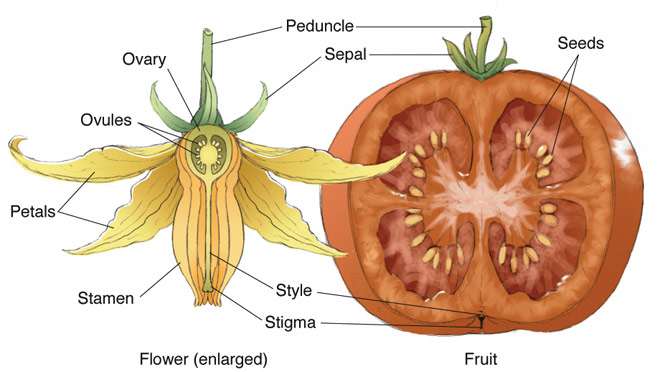 tomato-flower-fruit (1).jpg