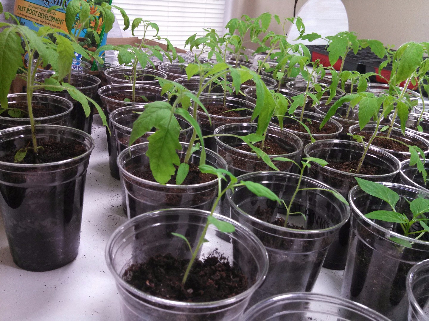 tomato-transplants-3mar13.jpg