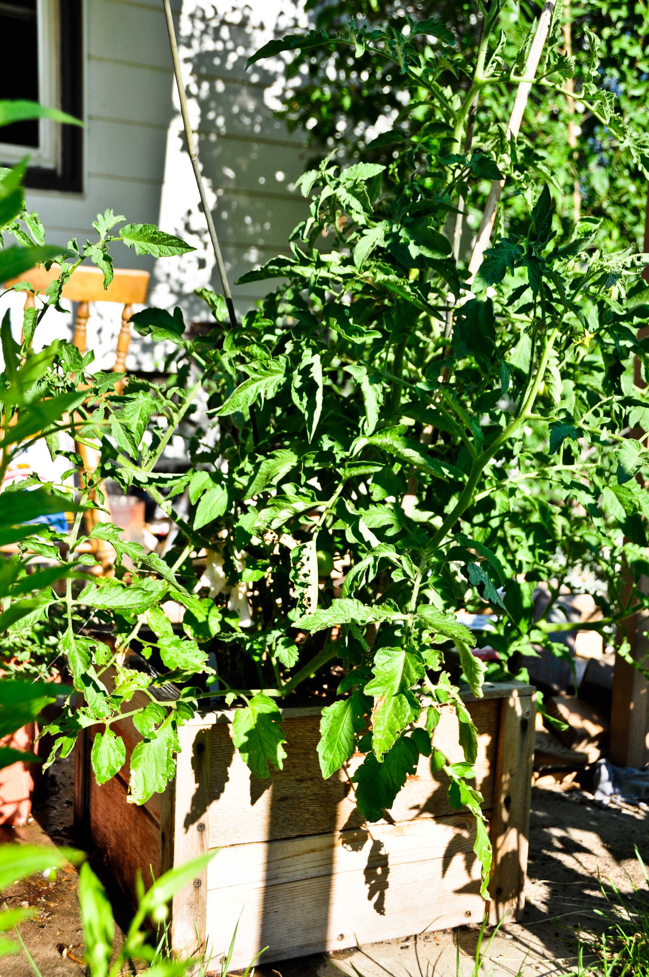 tomatoes-in-pot.jpg