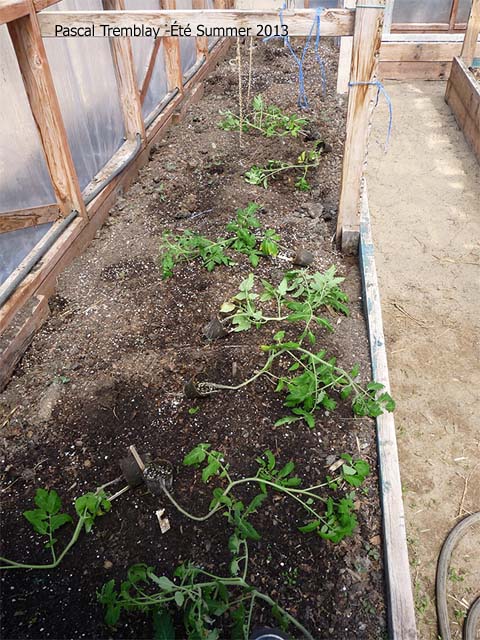 tomatoes-plant-planter-tomates-16.jpg