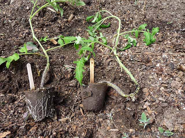 tomatoes-plant-planter-tomates-17.jpg