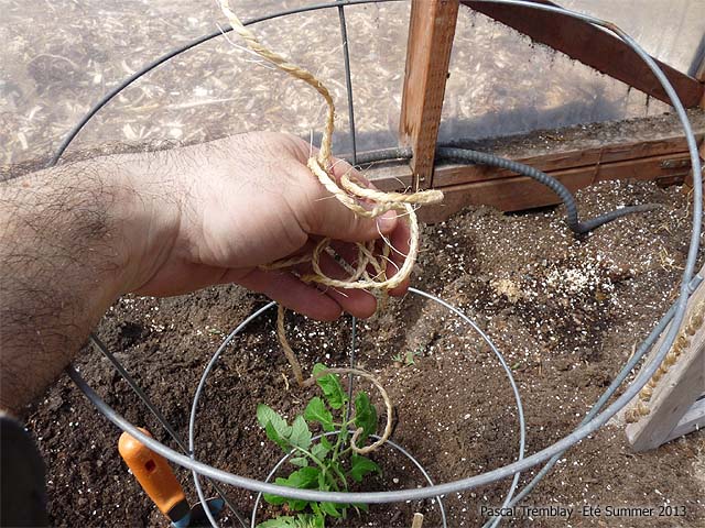 tomatoes-plant-planter-tomates-3.jpg