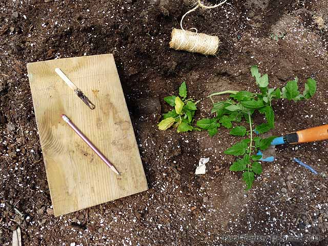 tomatoes-plant-planter-tomates-8.jpg