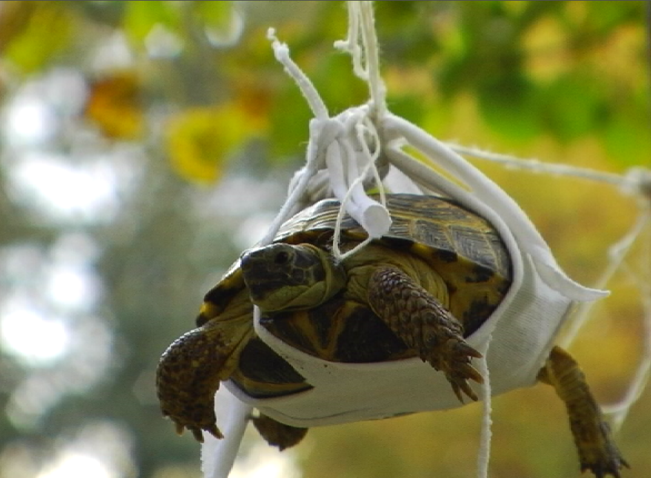 tortoise balloons22.PNG