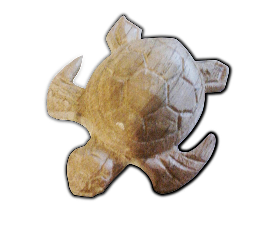 tortue02.jpg