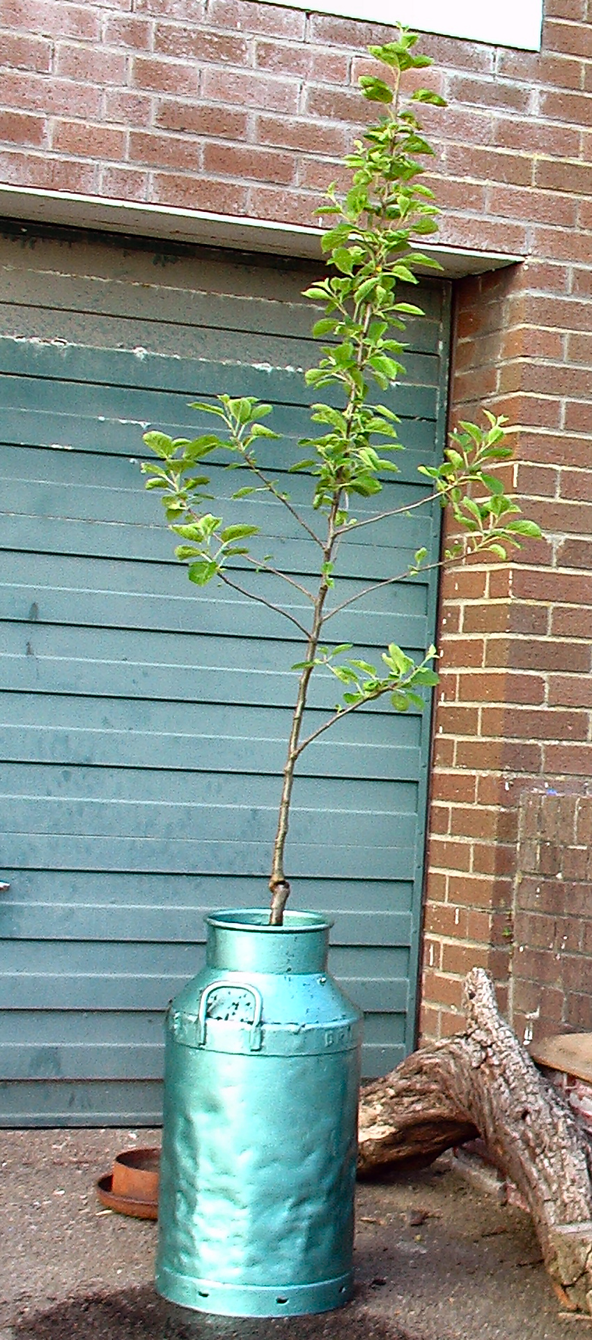 tree just planted.JPG