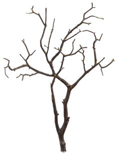 tree-branches.jpg