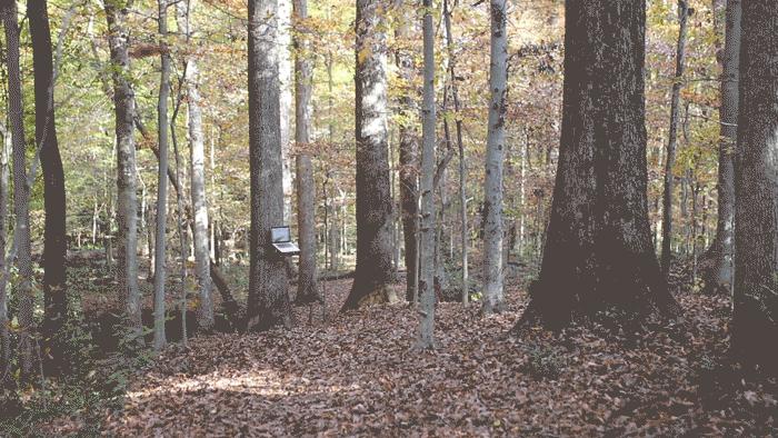 treedeskfar.gif