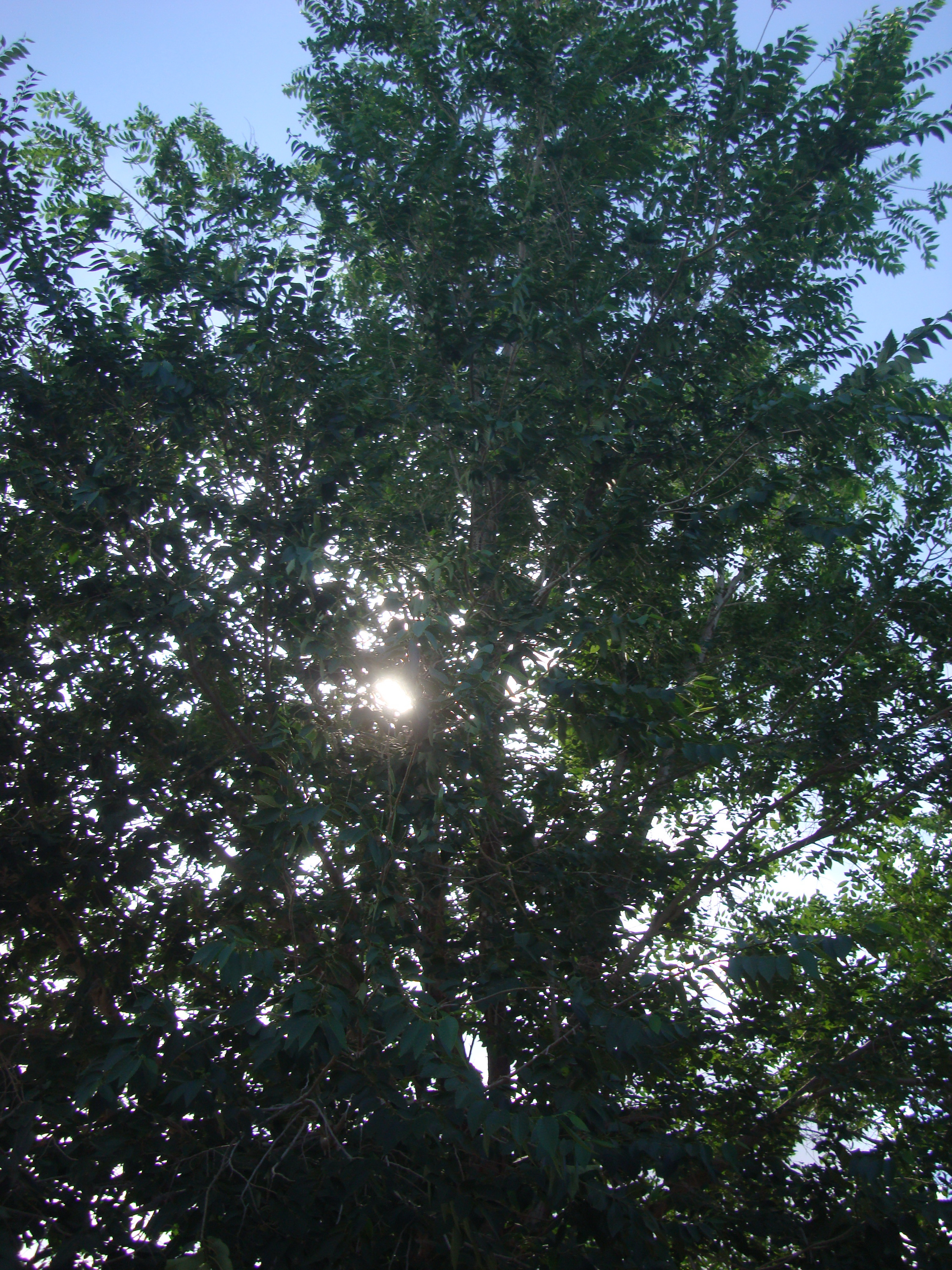 trees4.jpg