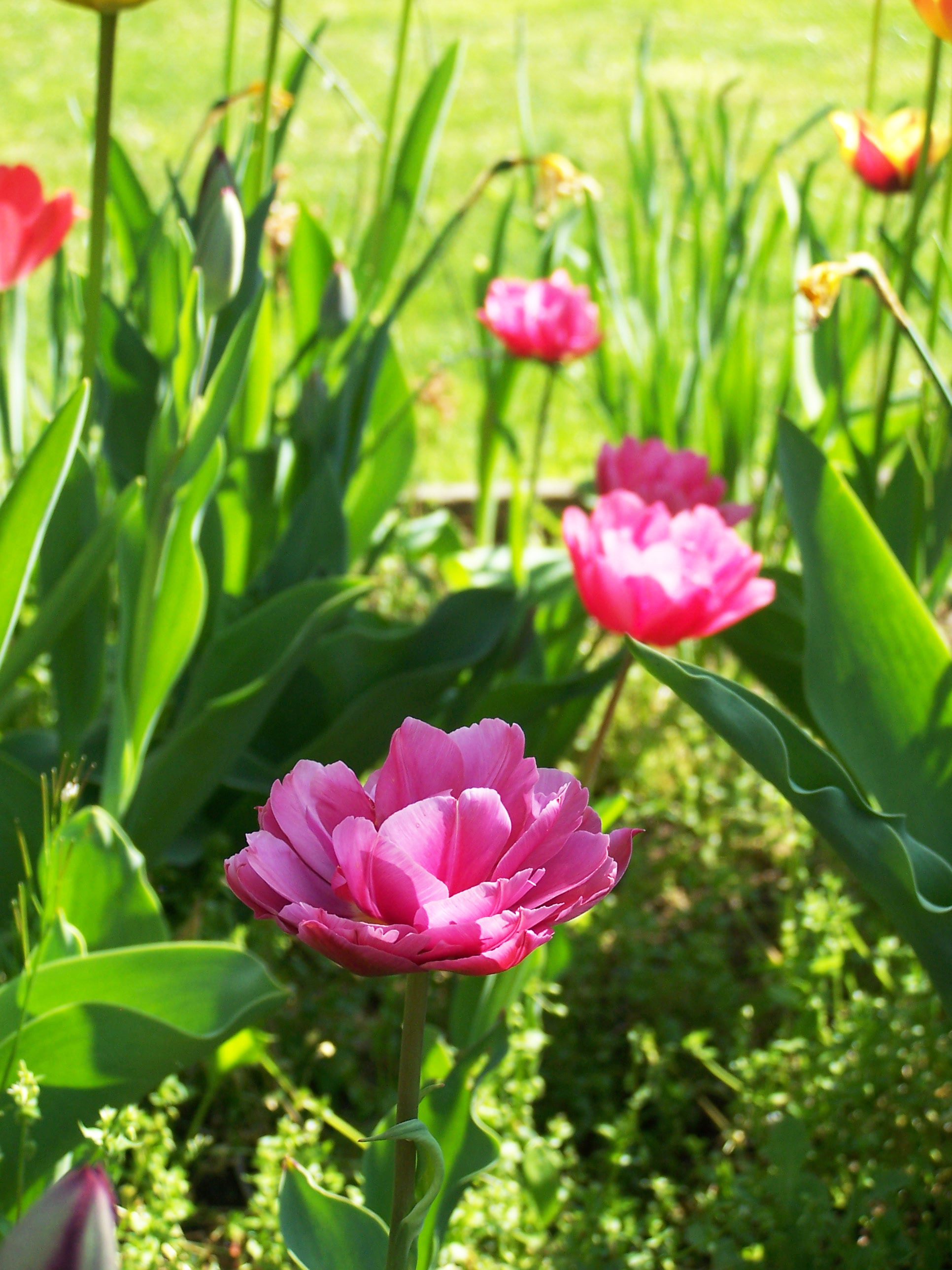 tulipani rosa.jpg