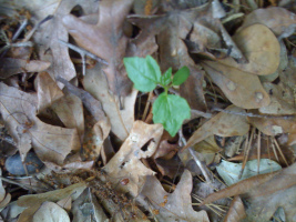 unknown_seedling_1.jpg