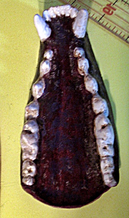 upper palate painted.JPG