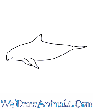 vaquita-thumb.png