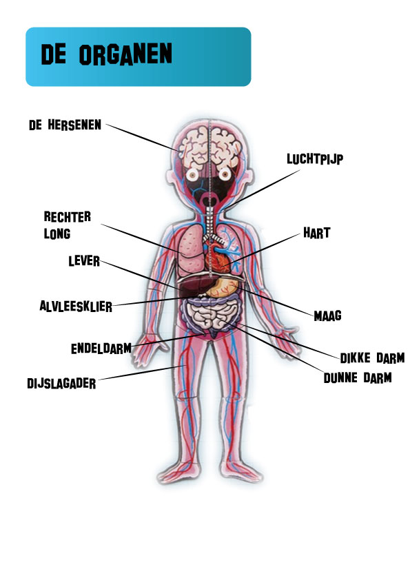 ventje-organen - kopie.jpg