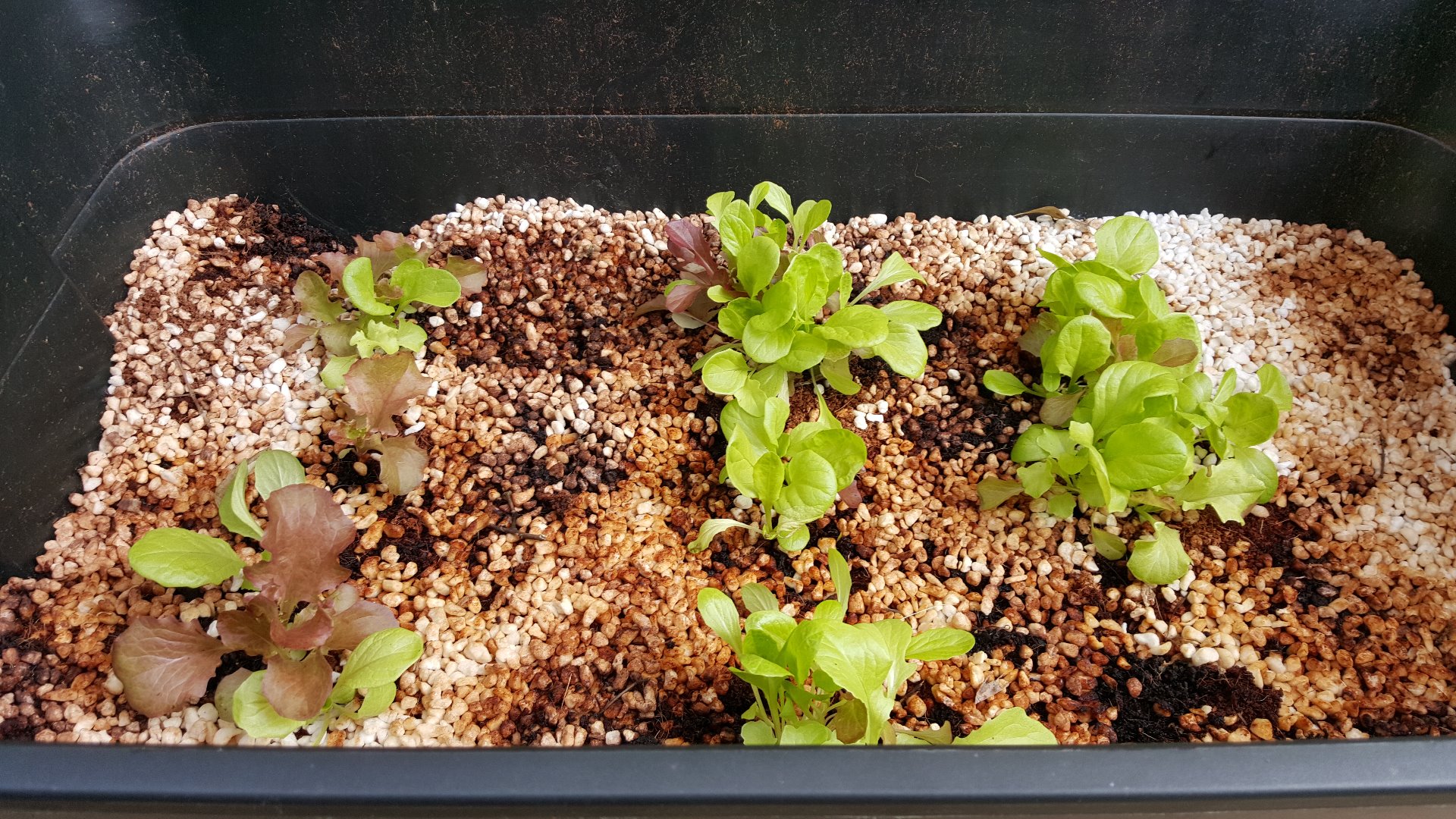 vermiponic lettuce wicking bed.jpg