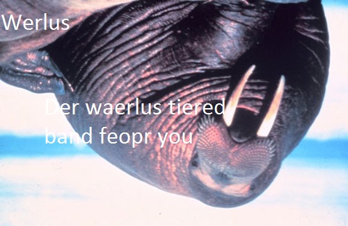 walrus2.jpg