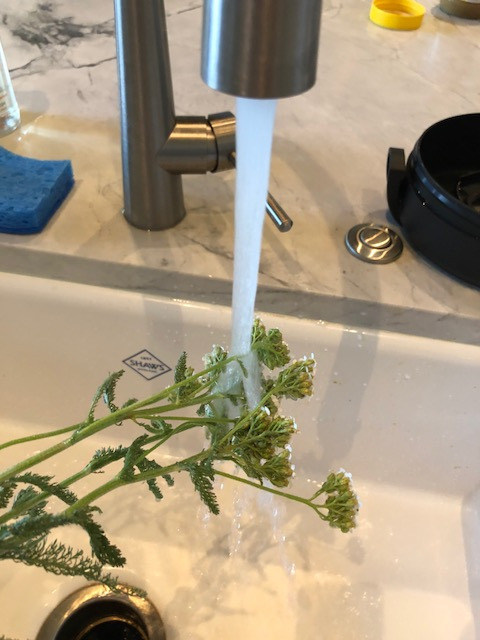 washing Yarrow.JPG