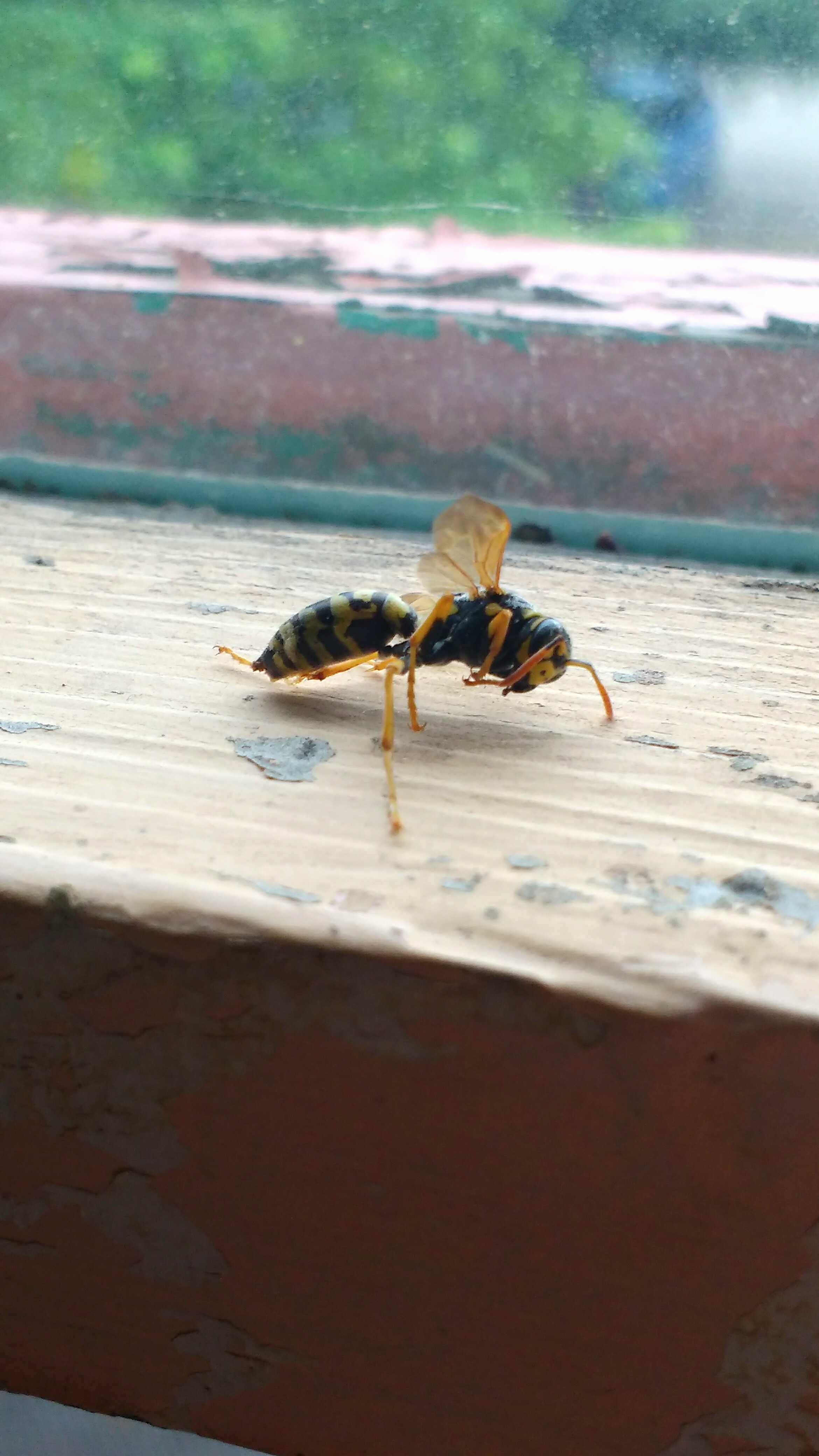 wasp 2.jpg