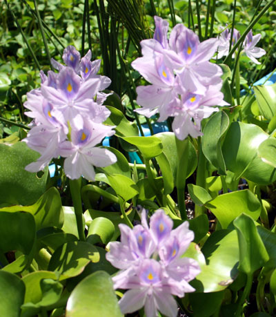 water-hyacinth002.jpg