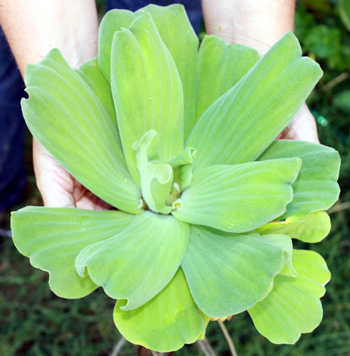 water-lettuce003.jpg