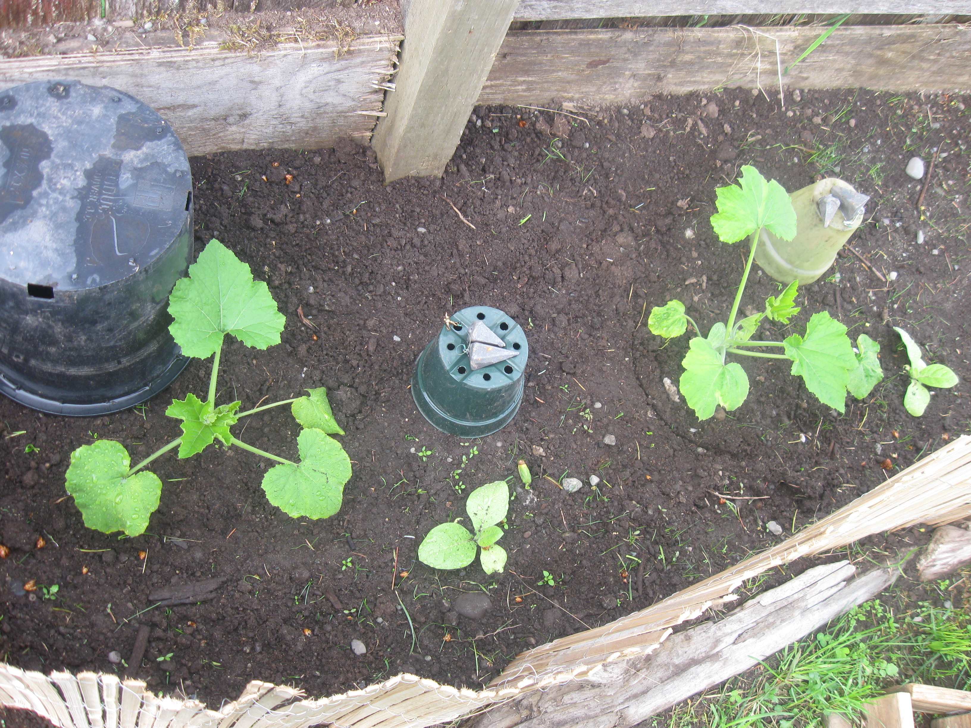 week 5 Pan squash.JPG