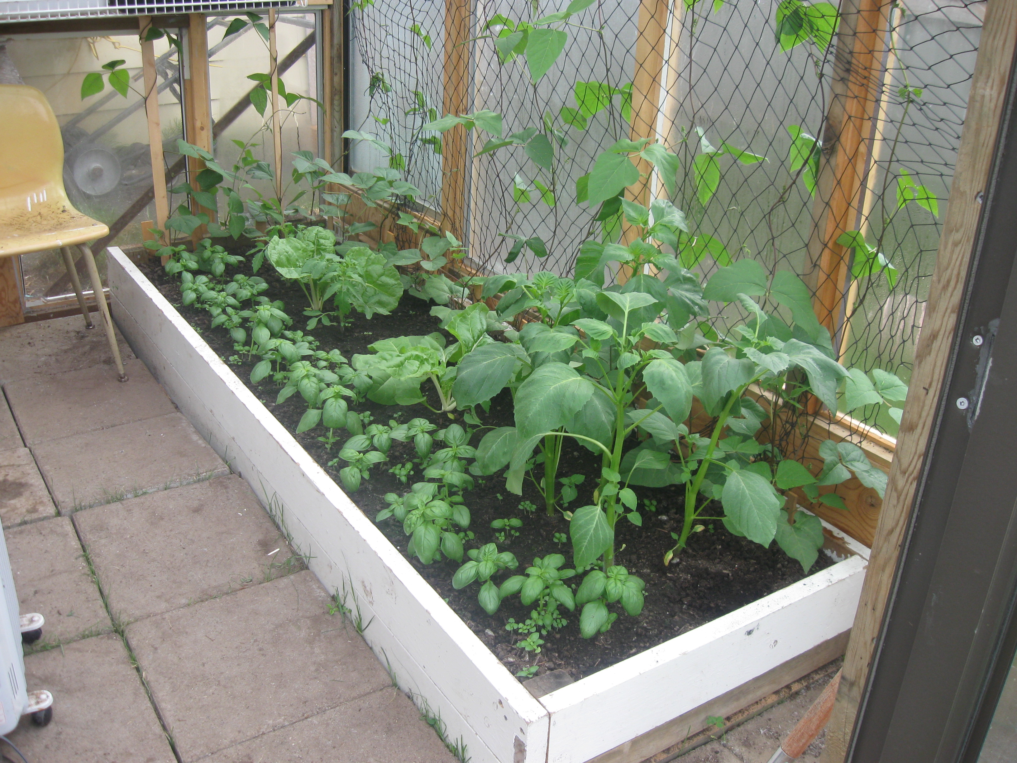 week 5 basil beans tomatoe ground cherries.JPG