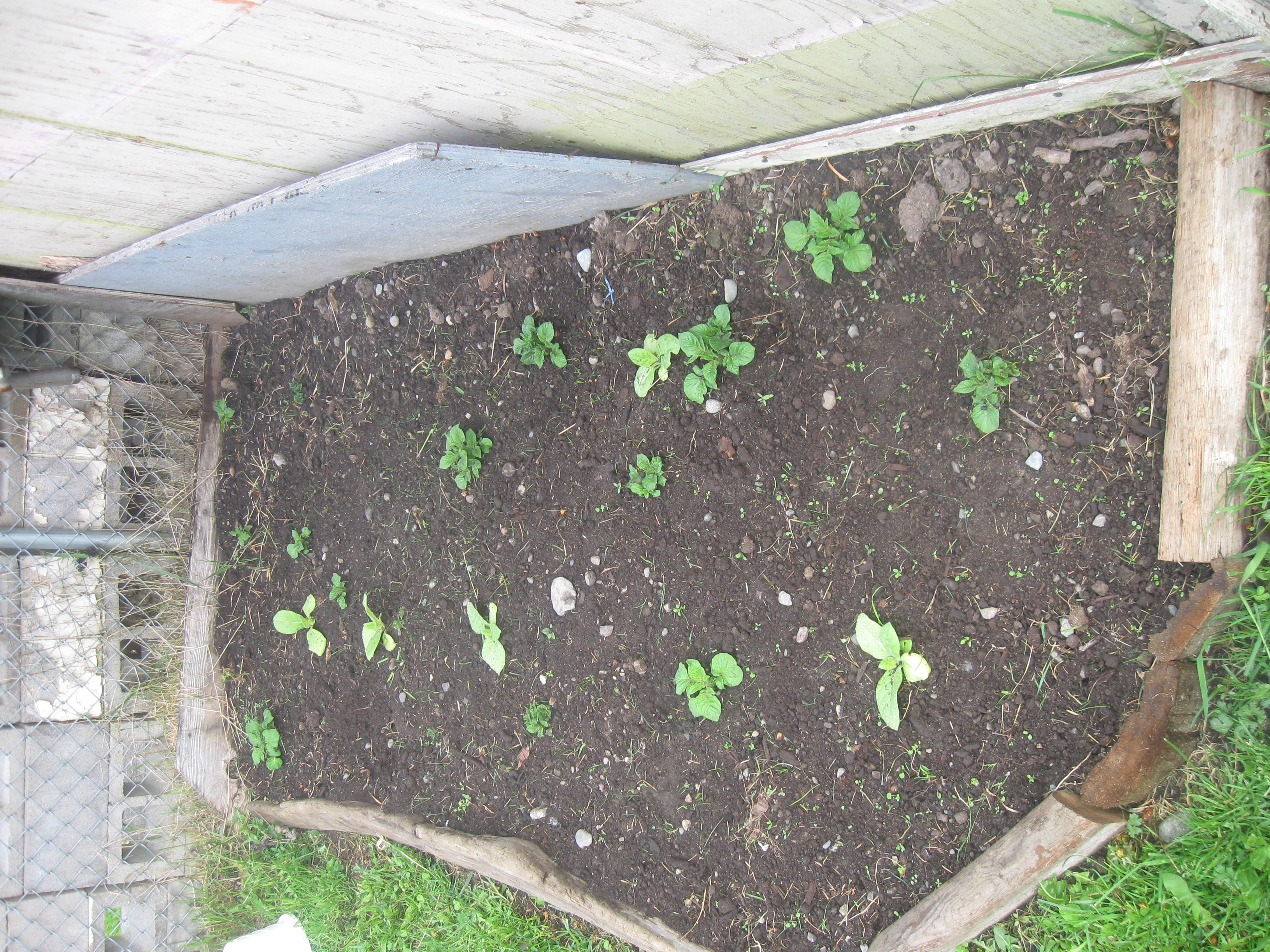 week 5 potatoes tobacco.JPG