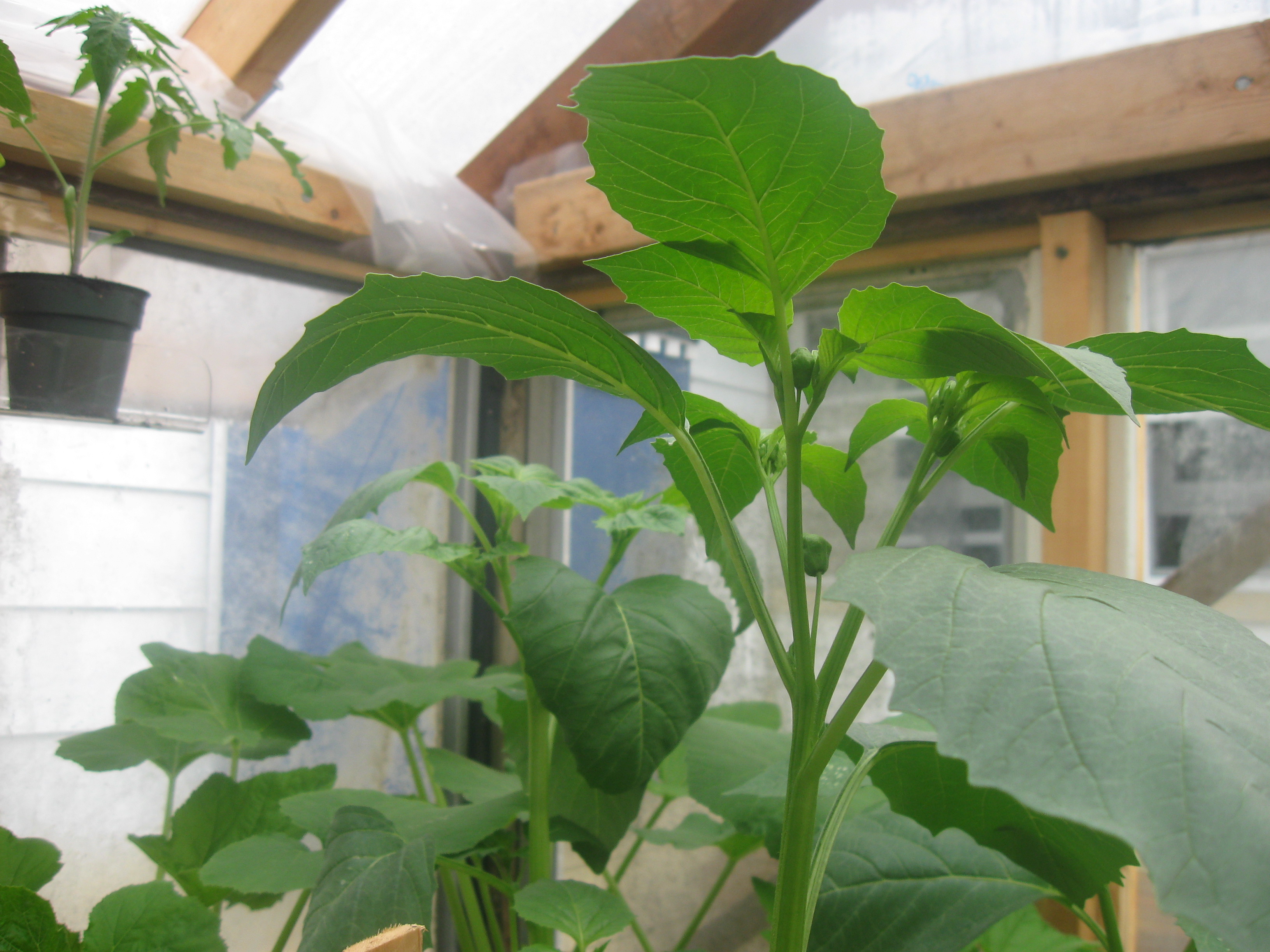 week5 ground cherries forming.JPG