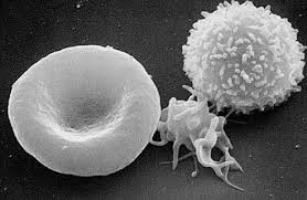 white blood cell.jpg