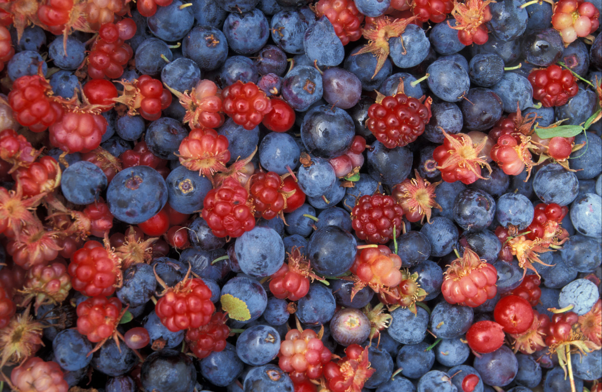 wild berries.jpg