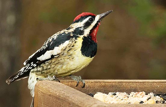 wild bird with suet.jpg