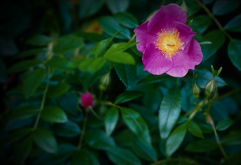 wild rose.png