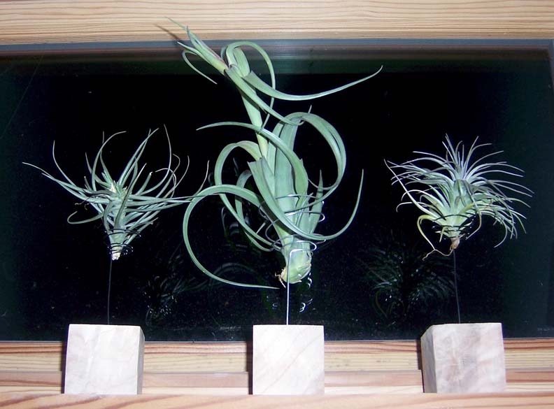 windowplants.jpg