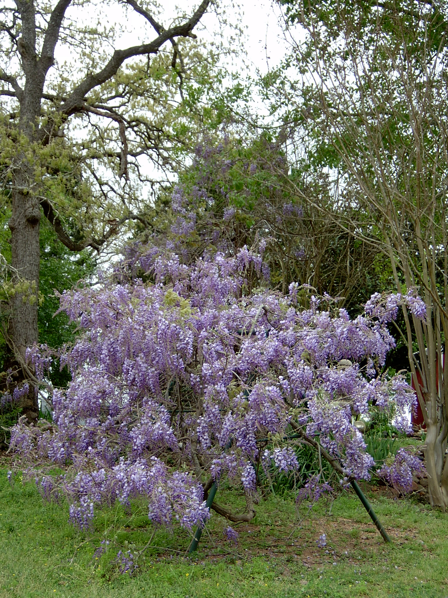 wisteria.JPG